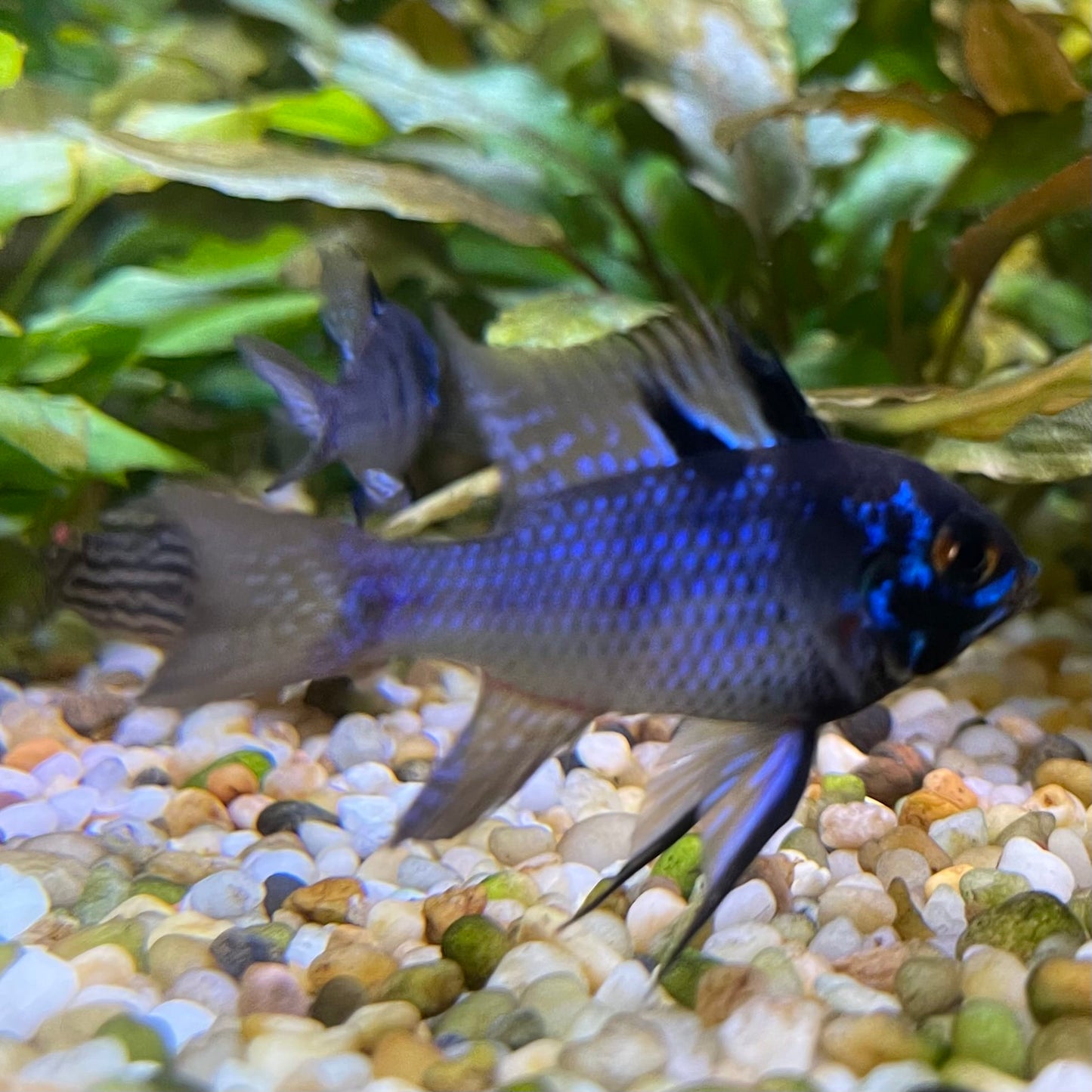 the-fish-farm Dwarf American Cichlid Ram - Dark Blue - Dwarf American Cichlid 2-4cm Buy Dark Blue Ram Dwarf American Cichlid - The Fish Farm Australia