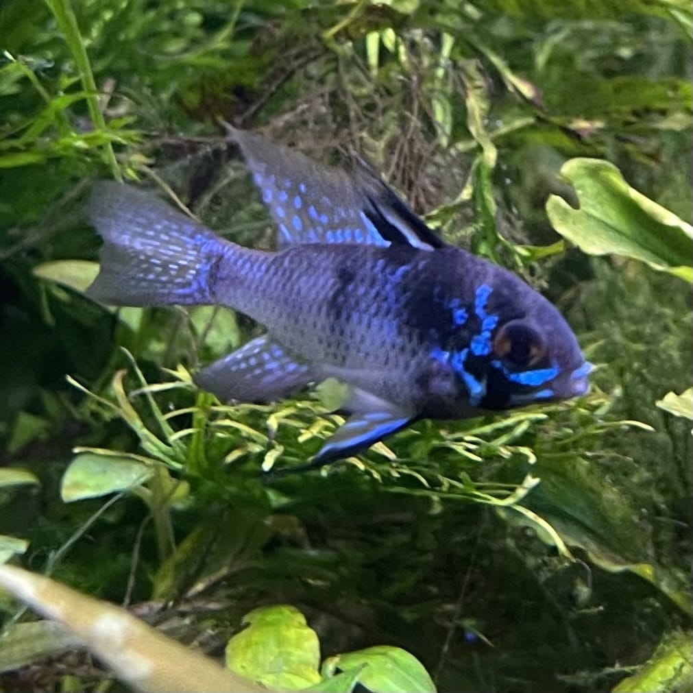 the-fish-farm Dwarf American Cichlid Ram - Dark Blue - Dwarf American Cichlid 2-4cm Buy Dark Blue Ram Dwarf American Cichlid - The Fish Farm Australia