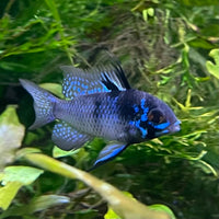 the-fish-farm Dwarf American Cichlid Ram - Dark Blue - Dwarf American Cichlid 2-4cm Buy Dark Blue Ram Dwarf American Cichlid - The Fish Farm Australia