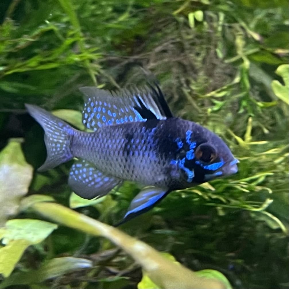 the-fish-farm Dwarf American Cichlid Ram - Dark Blue - Dwarf American Cichlid 2-4cm Buy Dark Blue Ram Dwarf American Cichlid - The Fish Farm Australia