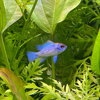 the-fish-farm Dwarf American Cichlid Ram - Electric Blue - American Cichlid Neon Ram Cichlid - The Fish Farm