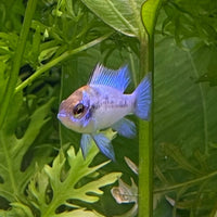 the-fish-farm Dwarf American Cichlid Ram - Electric Blue - American Cichlid Neon Ram Cichlid - The Fish Farm
