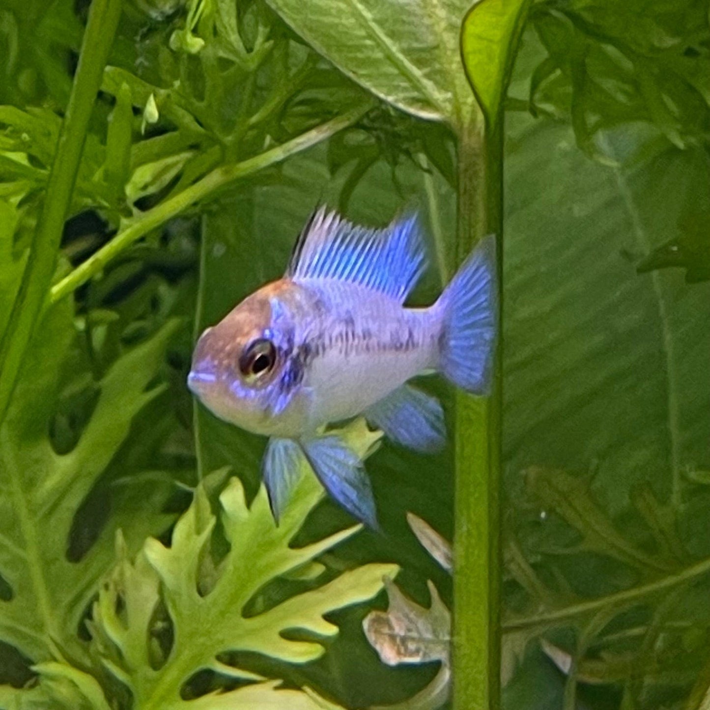 the-fish-farm Dwarf American Cichlid Ram - Electric Blue - American Cichlid Neon Ram Cichlid - The Fish Farm