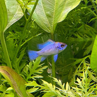 the-fish-farm Dwarf American Cichlid Ram - Electric Blue - American Cichlid Neon Ram Cichlid - The Fish Farm