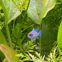 the-fish-farm Dwarf American Cichlid Ram - Electric Blue - American Cichlid Neon Ram Cichlid - The Fish Farm