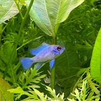 the-fish-farm Dwarf American Cichlid Ram - Electric Blue - American Cichlid Neon Ram Cichlid - The Fish Farm