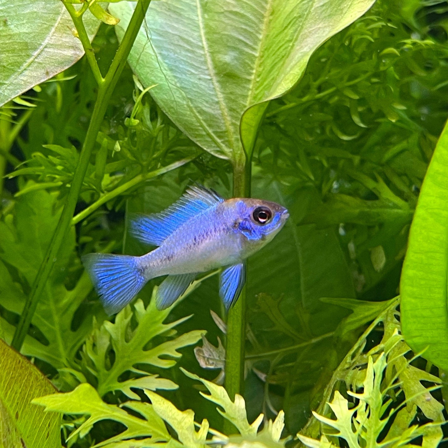 the-fish-farm Dwarf American Cichlid Ram - Electric Blue - American Cichlid Neon Ram Cichlid - The Fish Farm