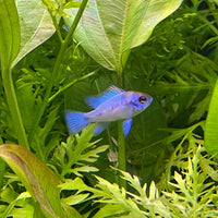 the-fish-farm Dwarf American Cichlid Ram - Electric Blue - American Cichlid Neon Ram Cichlid - The Fish Farm