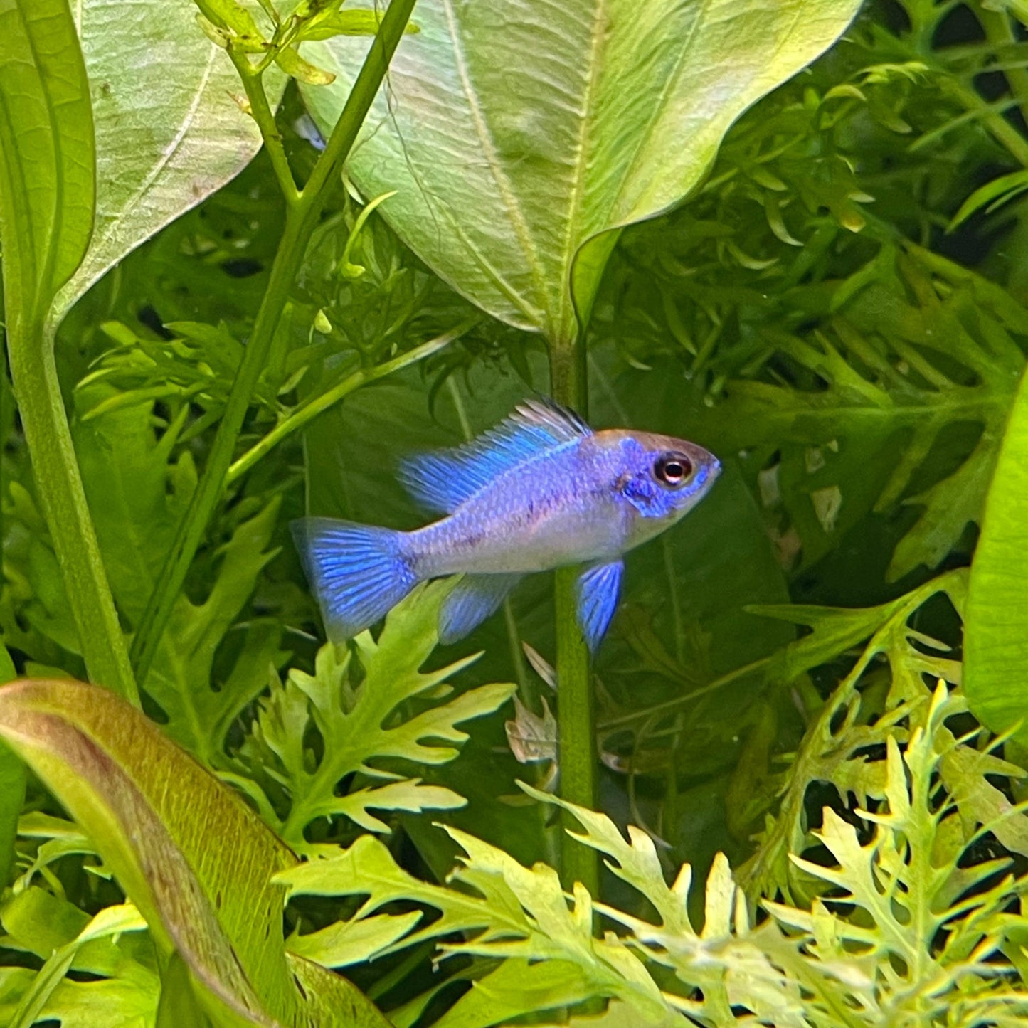 the-fish-farm Dwarf American Cichlid Ram - Electric Blue - American Cichlid Neon Ram Cichlid - The Fish Farm