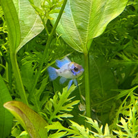 the-fish-farm Dwarf American Cichlid Ram - Electric Blue - American Cichlid Neon Ram Cichlid - The Fish Farm