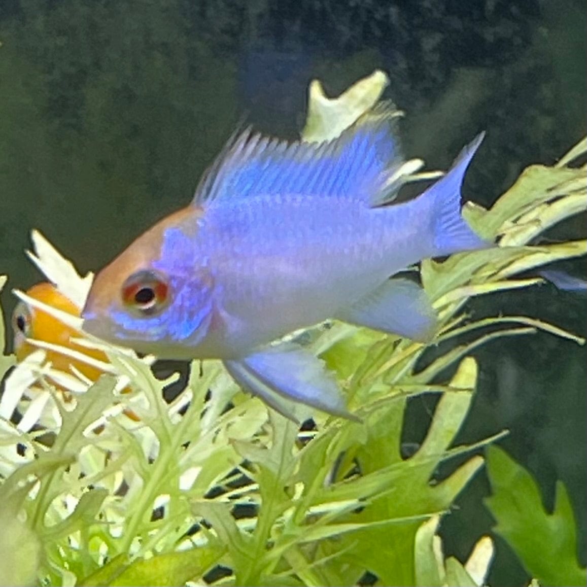 the-fish-farm Dwarf American Cichlid Ram - Electric Blue - American Cichlid Neon Ram Cichlid - The Fish Farm