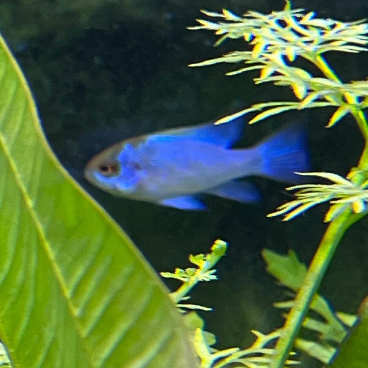 the-fish-farm Dwarf American Cichlid Ram - Electric Blue - American Cichlid Neon Ram Cichlid - The Fish Farm