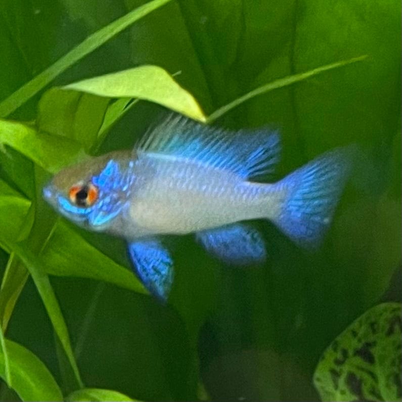 the-fish-farm Dwarf American Cichlid Ram - Electric Blue - Dwarf American Cichlid 2-4cm Buy Ram - Electric Blue - Dwarf American Cichlid - The Fish Farm