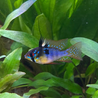 the-fish-farm Dwarf American Cichlid Ram - German Blue (Ramerezi) Dwarf American Cichlid 2-4cm German Blue Ram Cichlid - The Fish farm