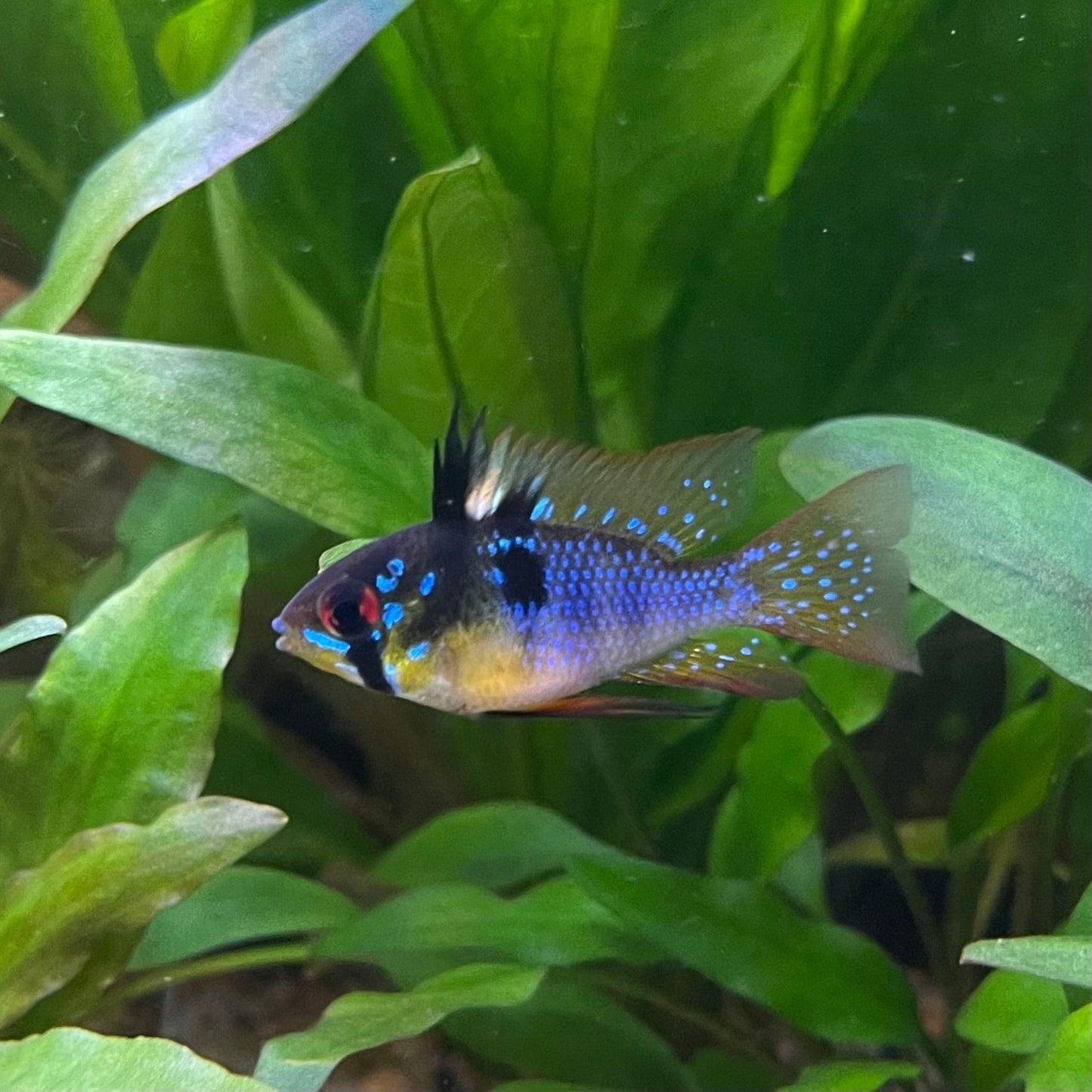 the-fish-farm Dwarf American Cichlid Ram - German Blue (Ramerezi) Dwarf American Cichlid 2-4cm German Blue Ram Cichlid - The Fish farm