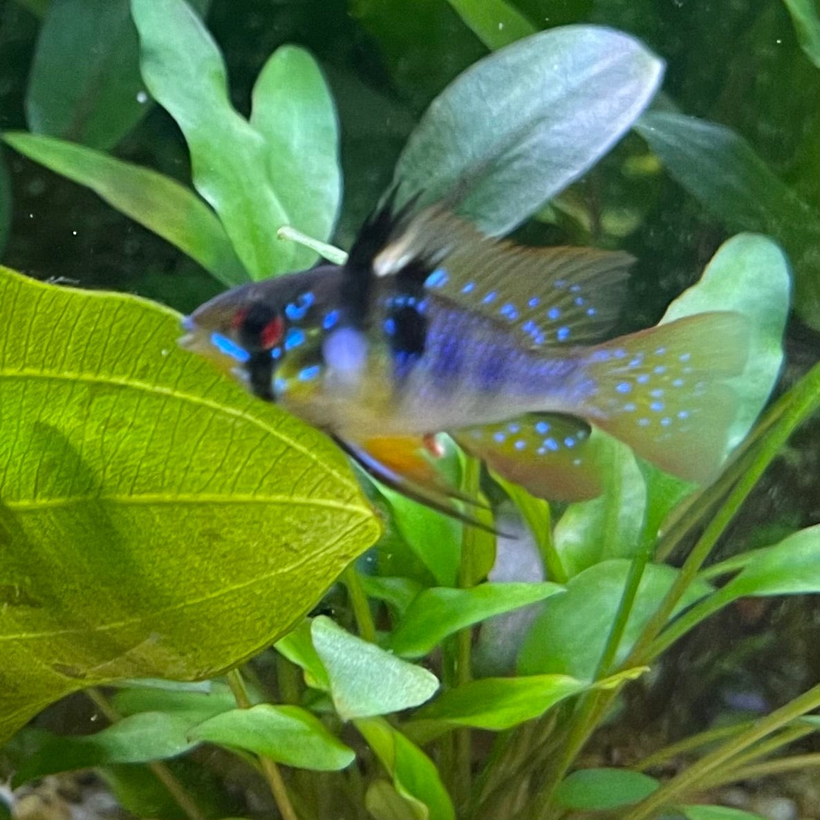 the-fish-farm Dwarf American Cichlid Ram - German Blue (Ramerezi) Dwarf American Cichlid 2-4cm German Blue Ram Cichlid - The Fish farm