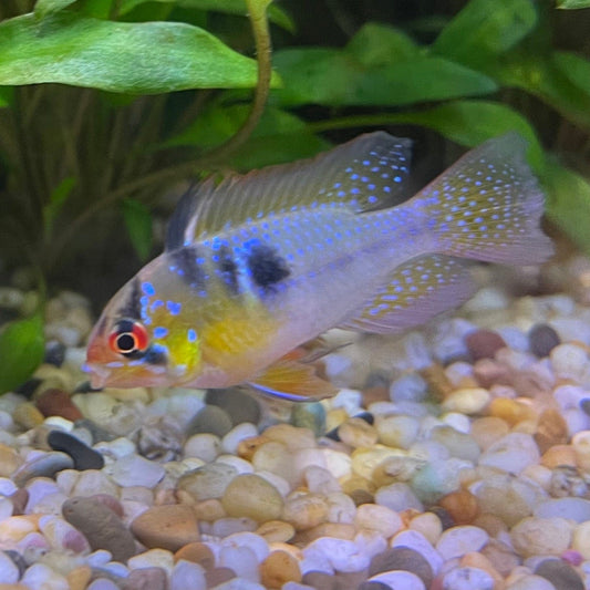 the-fish-farm Dwarf American Cichlid Ram - German Blue (Ramerezi) Dwarf American Cichlid 2-4cm German Blue Ram Cichlid - The Fish farm