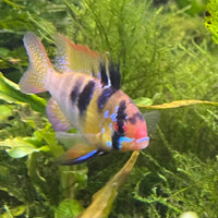the-fish-farm Dwarf American Cichlid Ram - German Blue (Ramerezi) Dwarf American Cichlid 2-4cm German Blue Ram Cichlid - The Fish farm