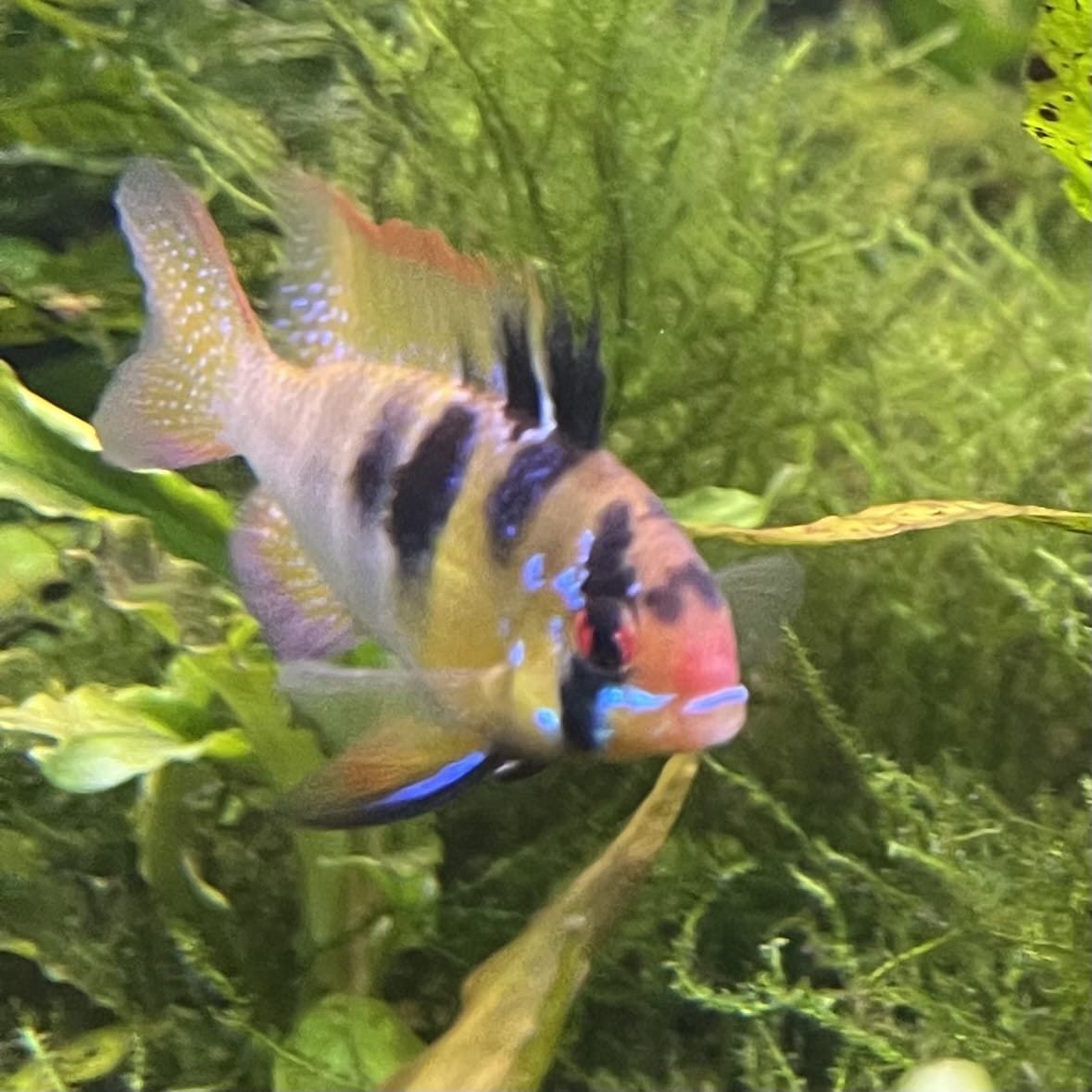 the-fish-farm Dwarf American Cichlid Ram - German Blue (Ramerezi) Dwarf American Cichlid 2-4cm German Blue Ram Cichlid - The Fish farm
