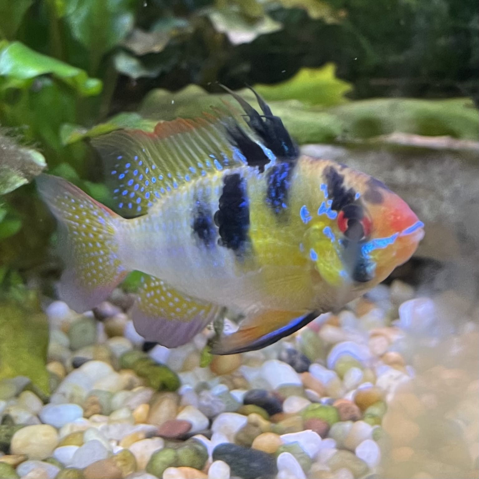 the-fish-farm Dwarf American Cichlid Ram - German Blue (Ramerezi) Dwarf American Cichlid 2-4cm German Blue Ram Cichlid - The Fish farm