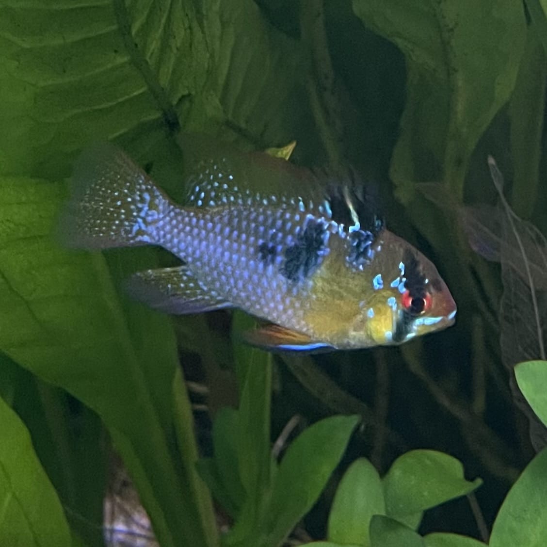 the-fish-farm Dwarf American Cichlid Ram - German Blue (Ramerezi) Dwarf American Cichlid 2-4cm German Blue Ram Cichlid - The Fish farm