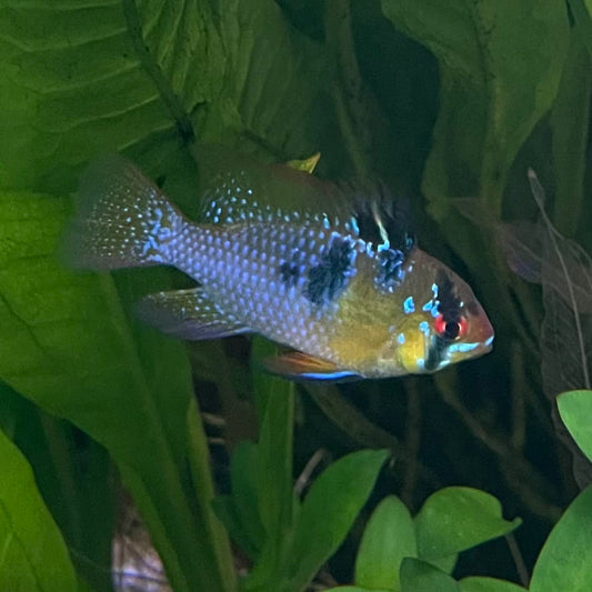 the-fish-farm Dwarf American Cichlid Ram - German Blue (Ramerezi) Dwarf American Cichlid 2-4cm German Blue Ram Cichlid - The Fish farm