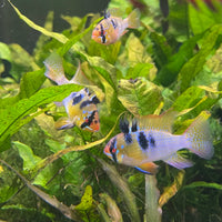 the-fish-farm Dwarf American Cichlid Ram - German Blue (Ramerezi) Dwarf American Cichlid 2-4cm German Blue Ram Cichlid - The Fish farm