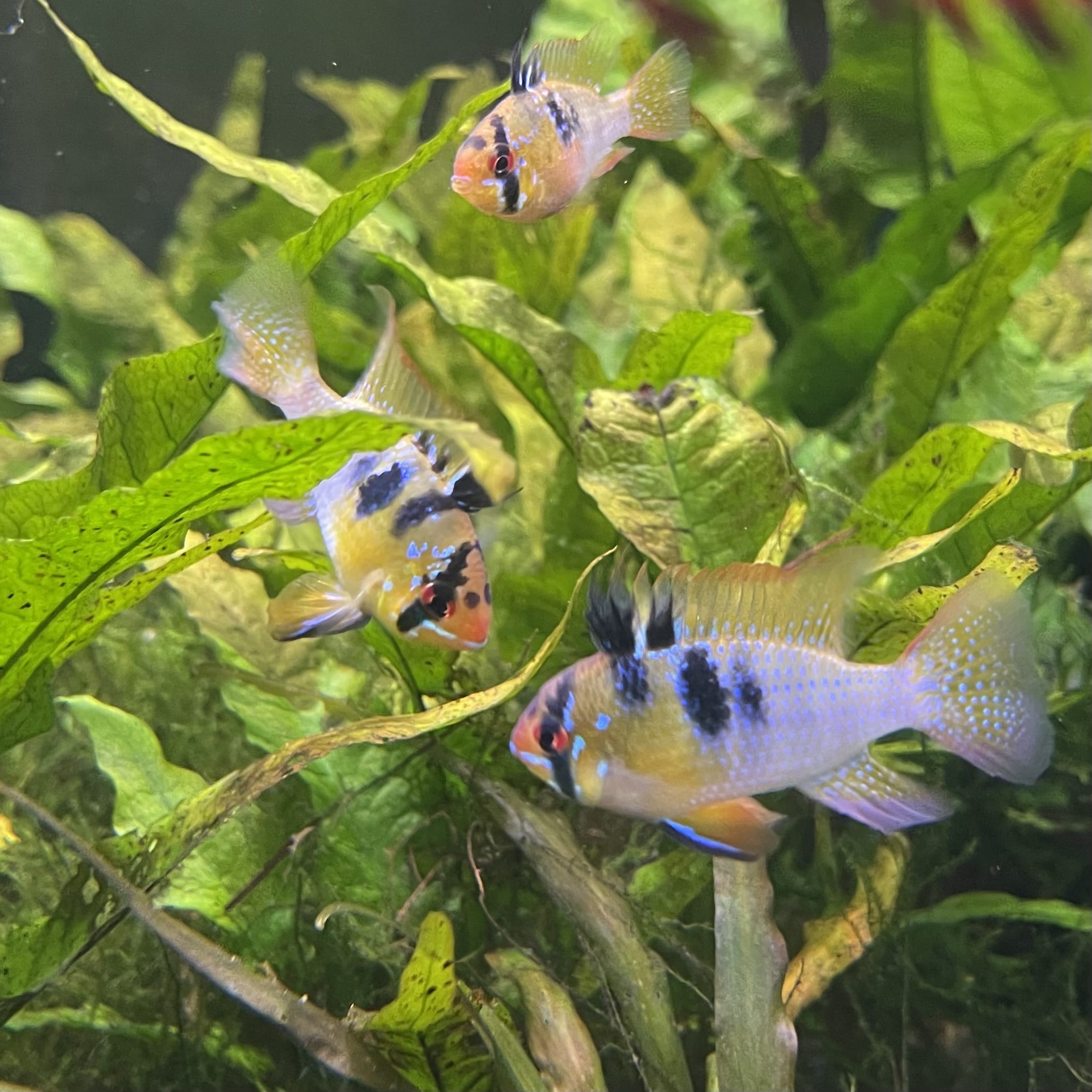 the-fish-farm Dwarf American Cichlid Ram - German Blue (Ramerezi) Dwarf American Cichlid 2-4cm German Blue Ram Cichlid - The Fish farm