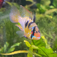 the-fish-farm Dwarf American Cichlid Ram - German Blue (Ramerezi) Dwarf American Cichlid 2-4cm German Blue Ram Cichlid - The Fish farm