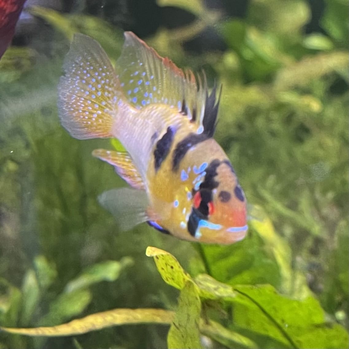 the-fish-farm Dwarf American Cichlid Ram - German Blue (Ramerezi) Dwarf American Cichlid 2-4cm German Blue Ram Cichlid - The Fish farm