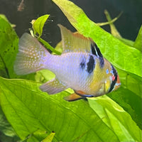the-fish-farm Dwarf American Cichlid Ram - German Blue (Ramerezi) Dwarf American Cichlid 2-4cm German Blue Ram Cichlid - The Fish farm