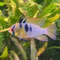 the-fish-farm Dwarf American Cichlid Ram - German Blue (Ramerezi) Dwarf American Cichlid 2-4cm German Blue Ram Cichlid - The Fish farm