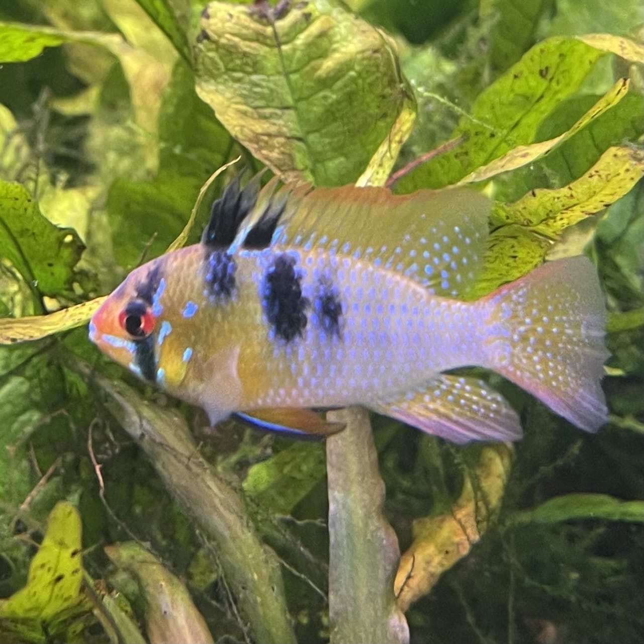 the-fish-farm Dwarf American Cichlid Ram - German Blue (Ramerezi) Dwarf American Cichlid 2-4cm German Blue Ram Cichlid - The Fish farm
