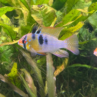 the-fish-farm Dwarf American Cichlid Ram - German Blue (Ramerezi) Dwarf American Cichlid 2-4cm German Blue Ram Cichlid - The Fish farm