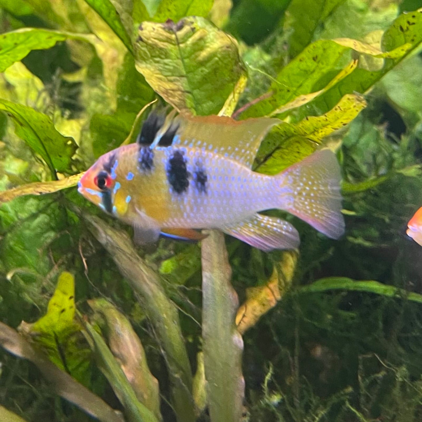 the-fish-farm Dwarf American Cichlid Ram - German Blue (Ramerezi) Dwarf American Cichlid 2-4cm German Blue Ram Cichlid - The Fish farm