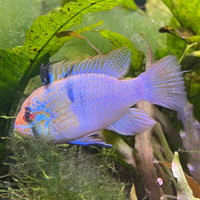 the-fish-farm Dwarf American Cichlid Ram - German Blue (Ramerezi) Dwarf American Cichlid 2-4cm German Blue Ram Cichlid - The Fish farm