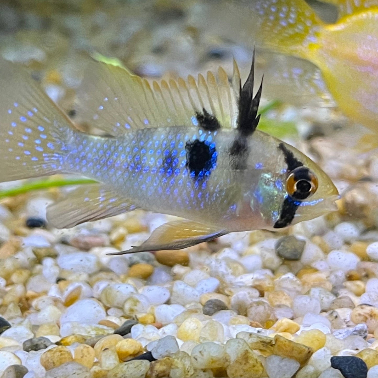 the-fish-farm Dwarf American Cichlid Ram - German Blue (Ramerezi) Dwarf American Cichlid 2-4cm Blue Ramirezi (Ram) Cichlid - The Fish Farm