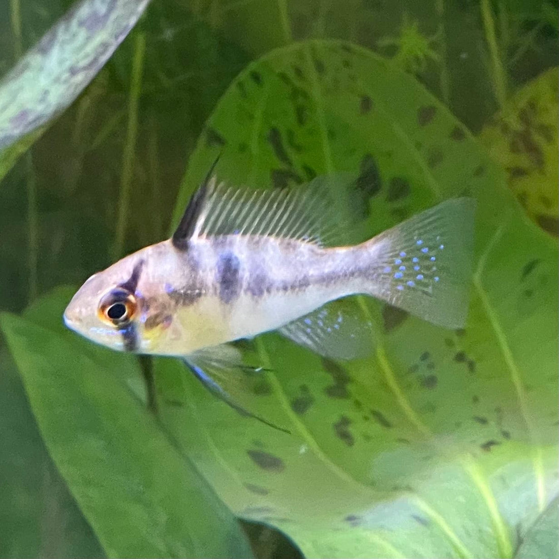 German Blue Ram Cichlid - The Fish farm – The Fish Farm
