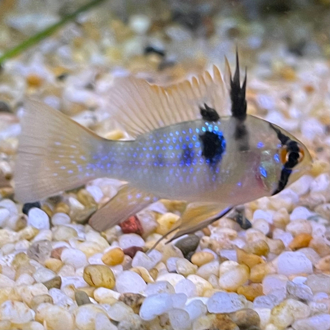 German Blue Ram Cichlid - The Fish farm – The Fish Farm