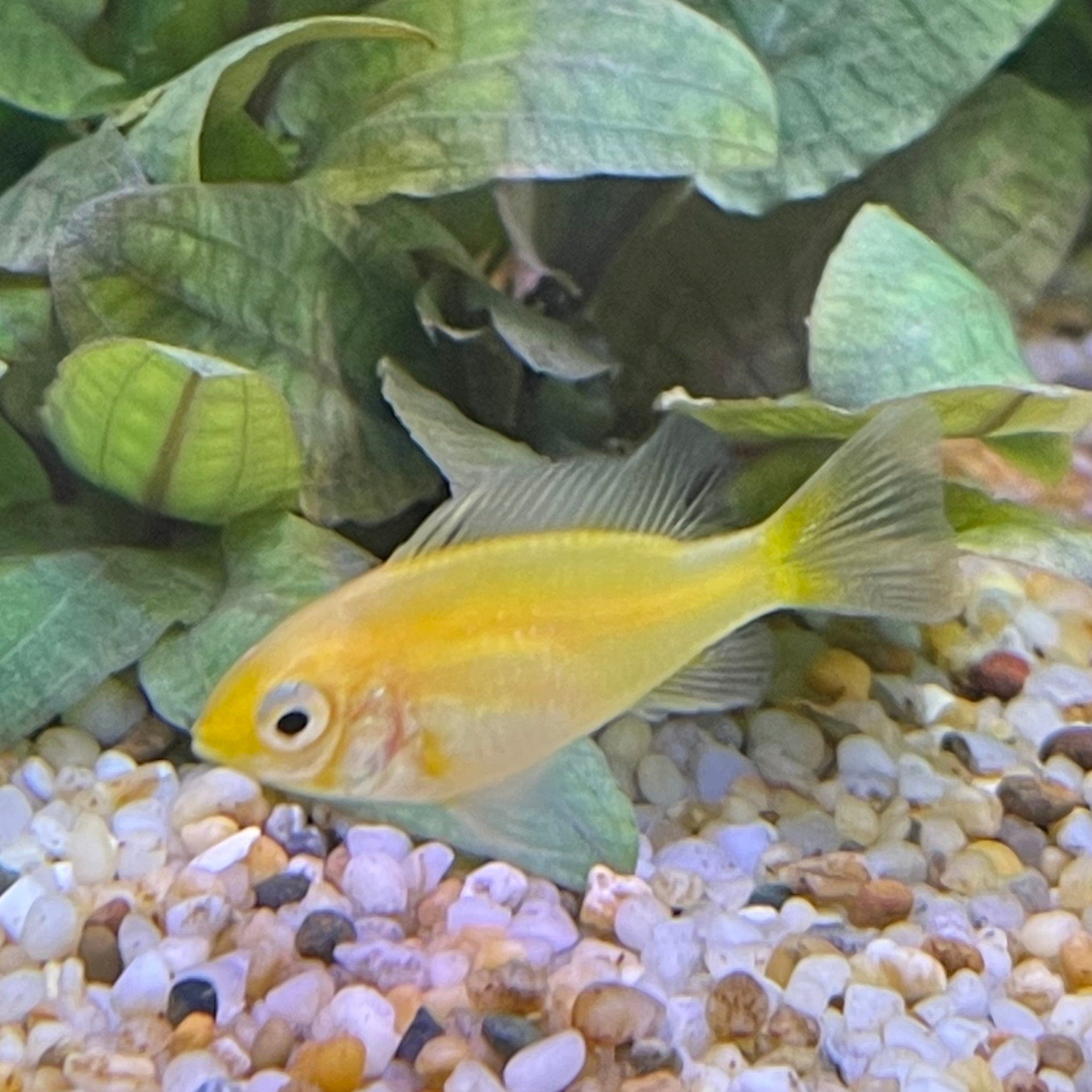 the-fish-farm Dwarf American Cichlid Ram - Gold American Cichlid 3.5cm Gold Ram 3.5cm- The Fish Farm