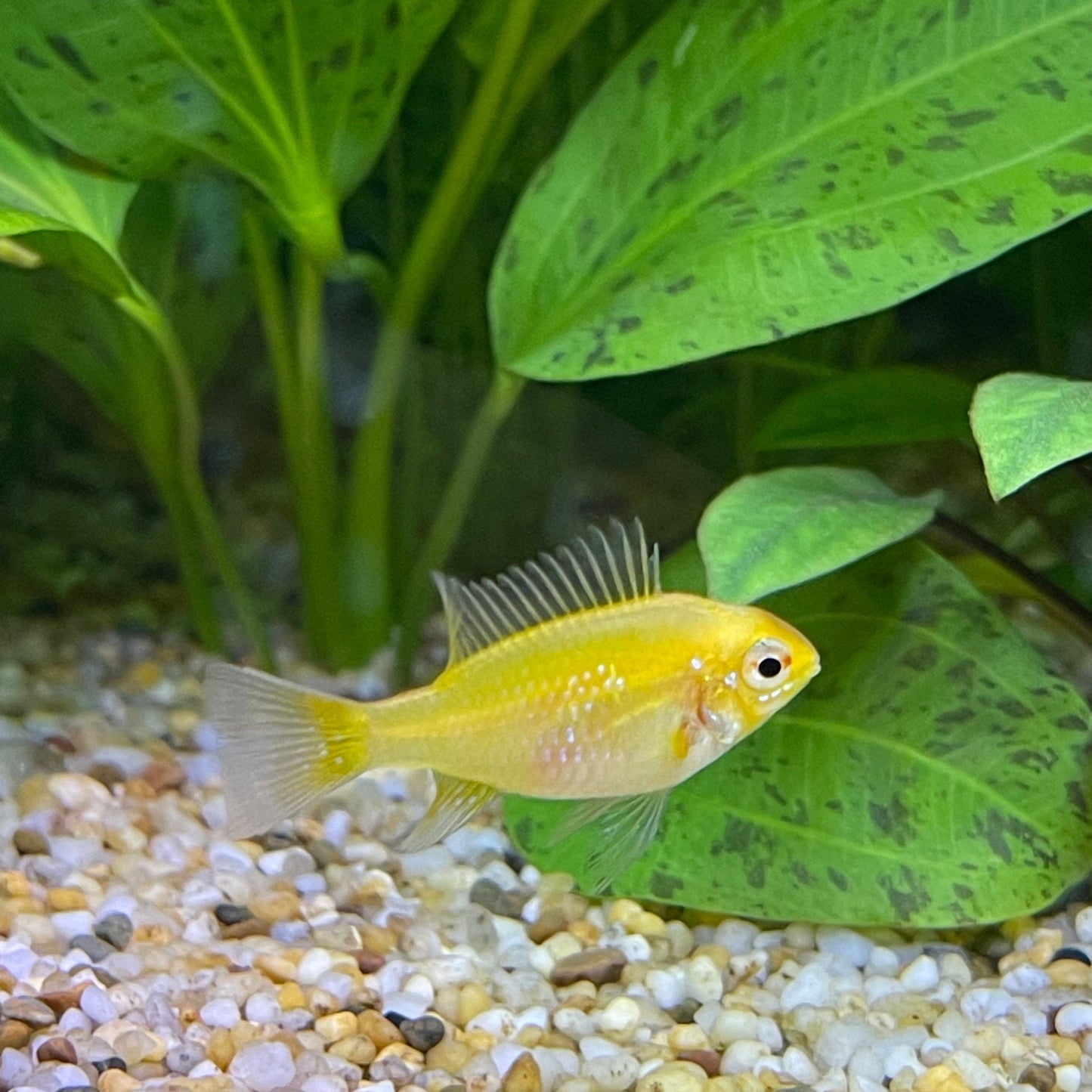 the-fish-farm Dwarf American Cichlid Ram - Gold American Cichlid 3.5cm Gold Ram 3.5cm- The Fish Farm