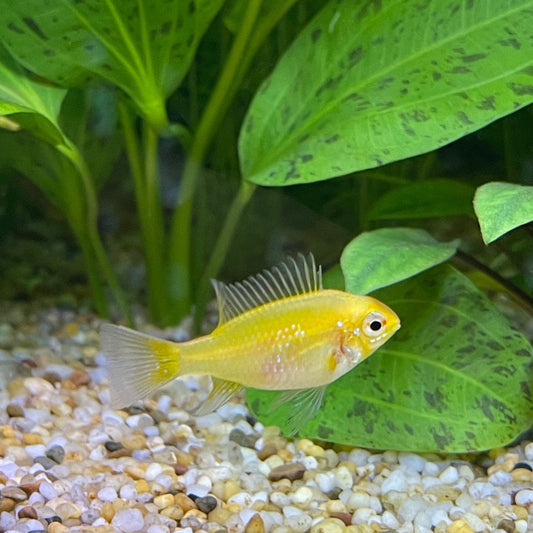 the-fish-farm Dwarf American Cichlid Ram - Gold American Cichlid 3.5cm Gold Ram 3.5cm- The Fish Farm