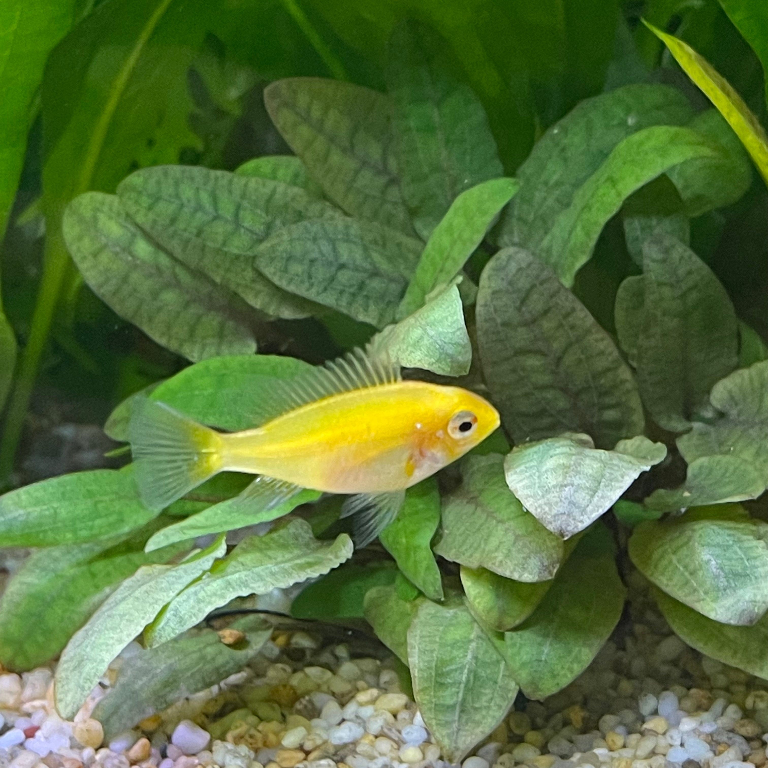 the-fish-farm Dwarf American Cichlid Ram - Gold American Cichlid 3.5cm Gold Ram 3.5cm- The Fish Farm