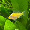 the-fish-farm Dwarf American Cichlid Ram - Gold American Cichlid 3.5cm Gold Ram 3.5cm- The Fish Farm