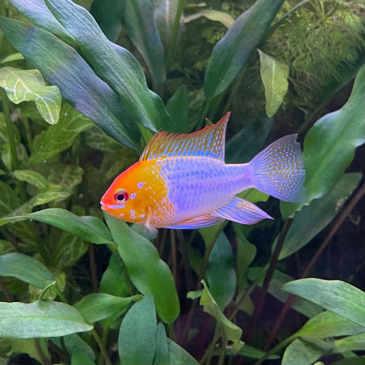 the-fish-farm Dwarf American Cichlid Ram - Gold Dwarf American Cichlid 2-4cm Buy Gold Ramirezi Cichlids from The Fish Farm in Australia