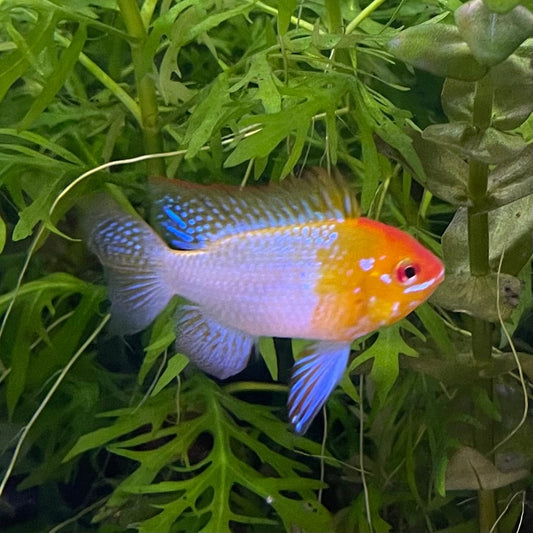 the-fish-farm Dwarf American Cichlid Ram - Gold Dwarf American Cichlid 2-4cm Buy Gold Ramirezi Cichlids from The Fish Farm in Australia