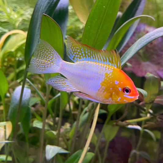 the-fish-farm Dwarf American Cichlid Ram - Gold Dwarf American Cichlid 2-4cm Buy Gold Ramirezi Cichlids from The Fish Farm in Australia