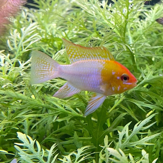 the-fish-farm Dwarf American Cichlid Ram - Gold Dwarf American Cichlid 2-4cm Buy Gold Ramirezi Cichlids from The Fish Farm in Australia