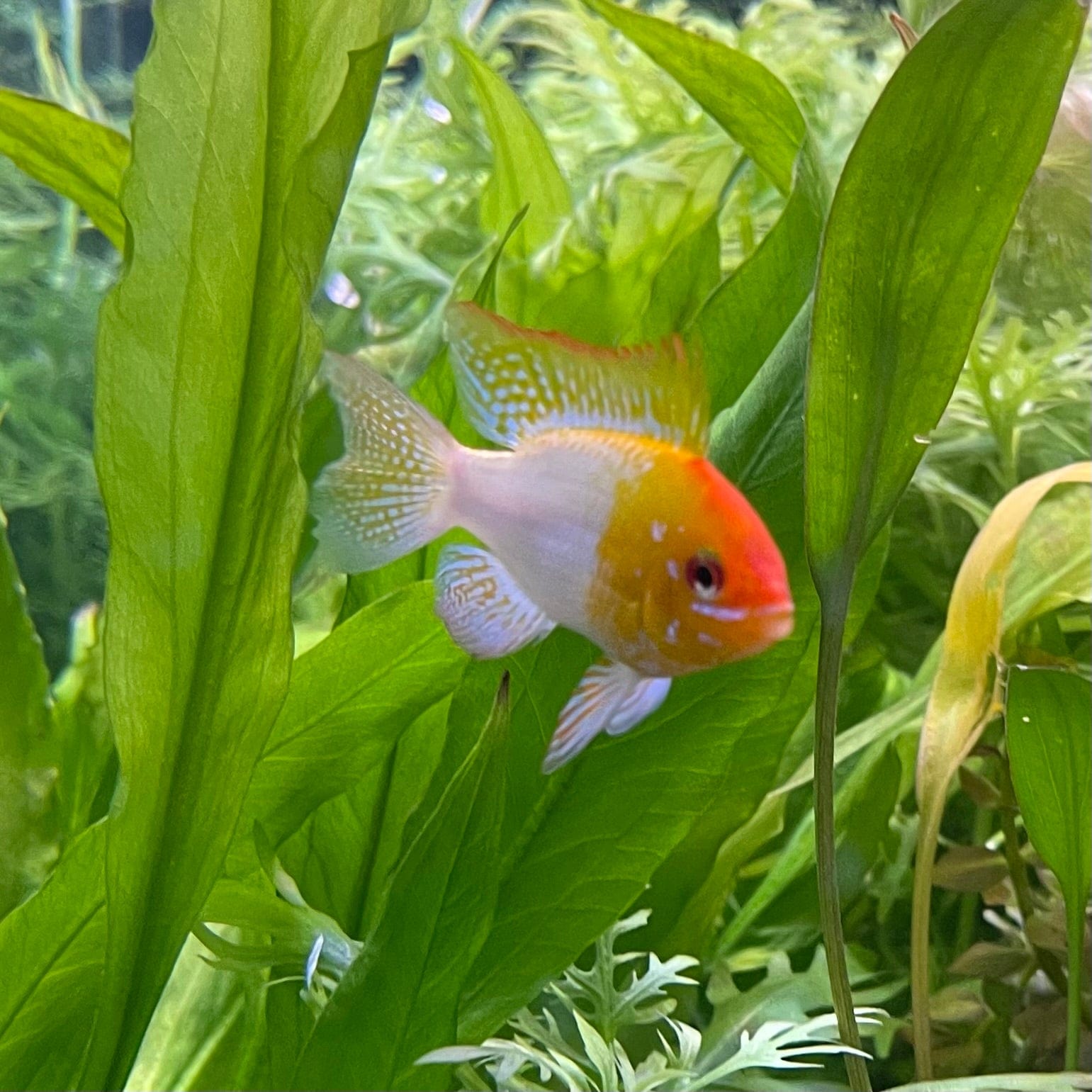 the-fish-farm Dwarf American Cichlid Ram - Gold Dwarf American Cichlid 2-4cm Buy Gold Ramirezi Cichlids from The Fish Farm in Australia