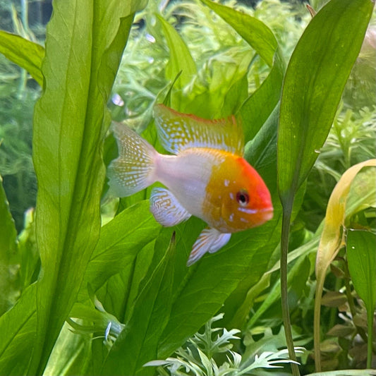 the-fish-farm Dwarf American Cichlid Ram - Gold Dwarf American Cichlid 2-4cm Buy Gold Ramirezi Cichlids from The Fish Farm in Australia